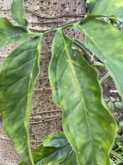Syngonium