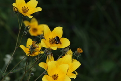 Bombus ephippiatus