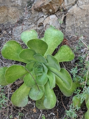 Aeonium canariense subsp. christii image