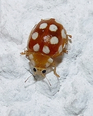 Vibidia duodecimguttata