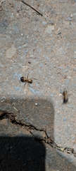 Camponotus atriceps
