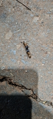 Camponotus atriceps