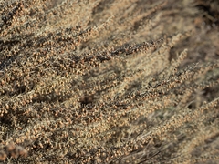 Artemisia californica