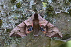 Smerinthus ocellata