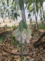 Veltheimia