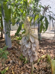 Veltheimia