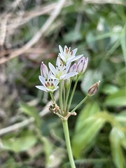 Nothoscordum gracile