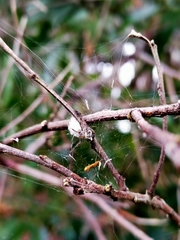 Araneus albotriangulus