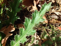 Cirsium horridulum