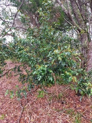 Breynia oblongifolia