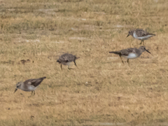Calidris minutilla