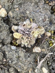 Myosotis brevis