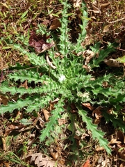 Cirsium horridulum
