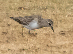 Calidris minutilla