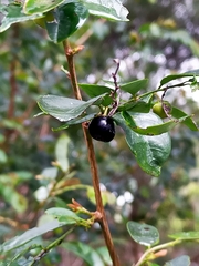 Breynia oblongifolia