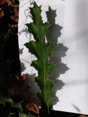 Cirsium horridulum