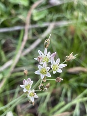 Nothoscordum gracile