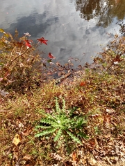 Cirsium horridulum