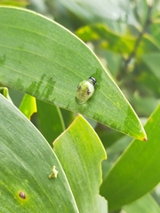 Calomela pallida