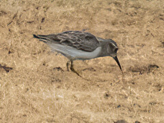 Calidris minutilla