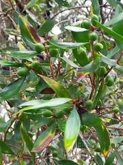 Persoonia