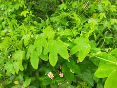 Passiflora subpeltata