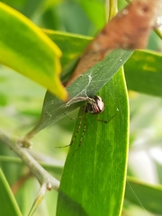 Theridion pyramidale