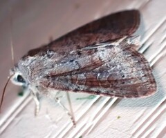 Lacinipolia meditata