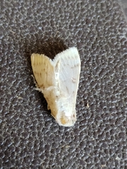 Caradrina montana