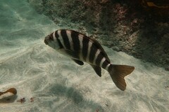 Chirodactylus spectabilis