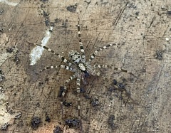 Acanthoctenus