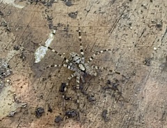 Acanthoctenus