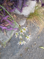Nothoscordum