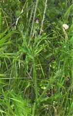 Carduus pycnocephalus