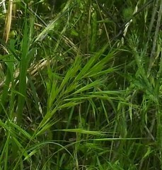 Bromus madritensis