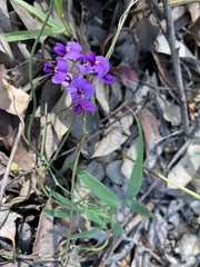 Hardenbergia violacea