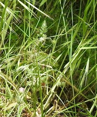 Anthriscus caucalis