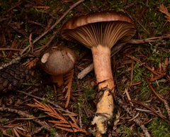 Chroogomphus vinicolor