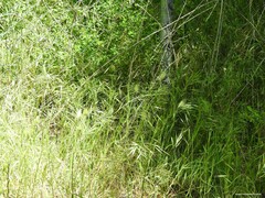 Anthriscus caucalis