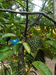 Annona