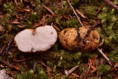 Leucogaster citrinus