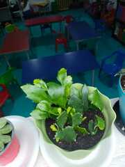 Schlumbergera truncata