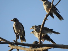 Manorina melanocephala