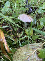 Clitocybe