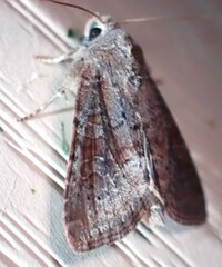 Lacinipolia meditata