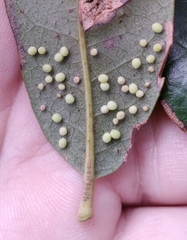 Neuroterus saltatorius texanus