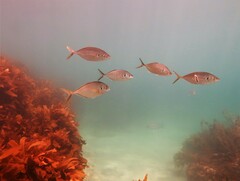 Pseudocaranx georgianus