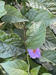 Lycianthes