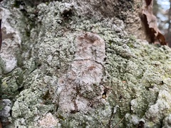 Lecanora thysanophora