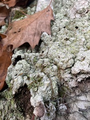 Lecanora thysanophora